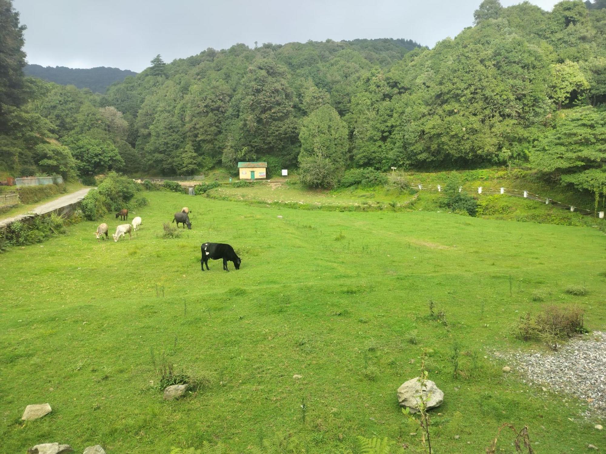 Simba Jungle Lodge, Binsar Wildlife Sanctuary Экстерьер фото